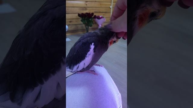 04-12-2023 мой друг, Кеша смотреть онлайн