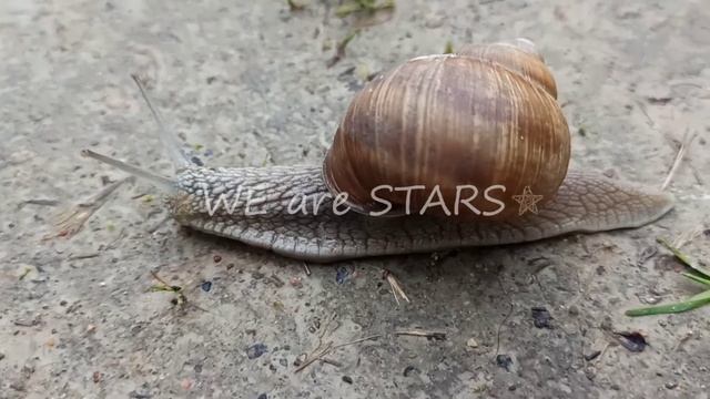 ? Вы знаете, как хрустит УЛИТКА, когда на нее наступаешь... смотреть онлайн