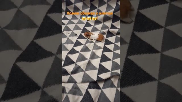 Хомяк сбежал с клетки! Еле нашел ?! 1 часть смотреть онлайн