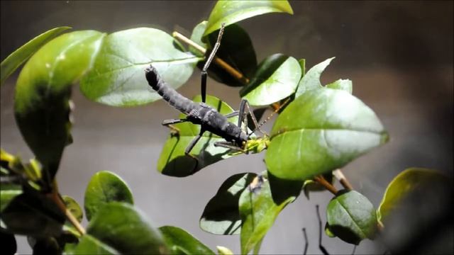 Black Beauty Stick Insect (Peruphasma schultei) Male Feeding смотреть онлайн