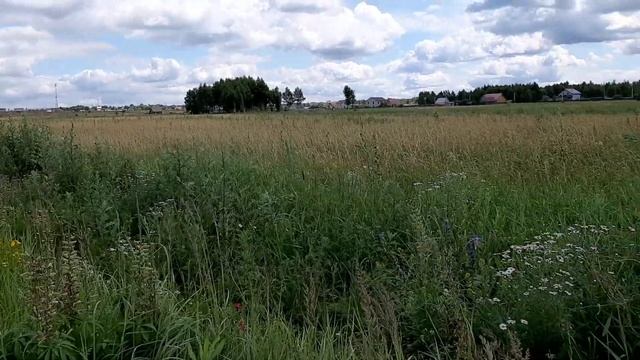 КНЯЖЕНИКА МОРОШКА МАТОЧНИК ПОДМОСКОВЬЕ.ПИТОМНИК КНЯЖЕНИКИ.