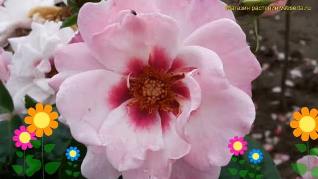 Роза гибридная Брихт Айс. Краткий обзор, описание характеристик, где купить саженцы Bright Eyes смотреть онлайн