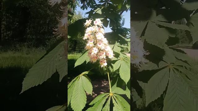 Невероятная природа смотреть онлайн