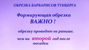 БАРБАРИС Тунберга. Особенности обрезки.Весна.Лето.Осень. Обзор моих барбарисов,  особенности сортов