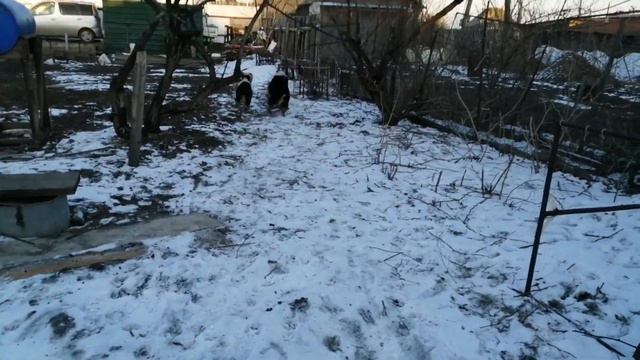 #австралийскаяовчарка  #подрощенныещенкиавстралийскойовчарки  #аусси #aussiepuppy  #щенки #aussie