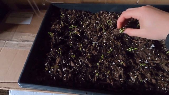 Ranunculus Planting Guide // How To Pre-Sprout, Plant, Grow, And Harvest Ranunculus Flowers