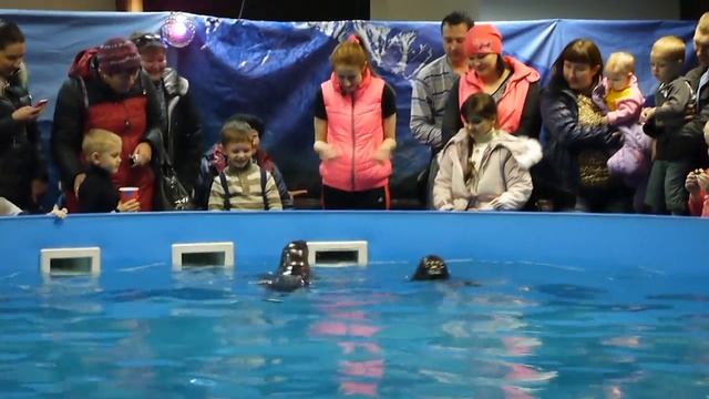 байкальские нерпы в Новокузнецке смотреть онлайн