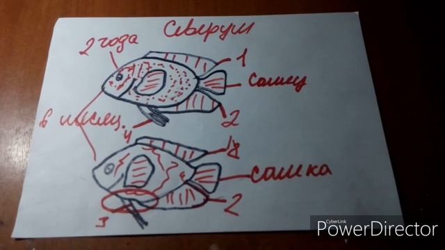 Определение пола у северума смотреть онлайн