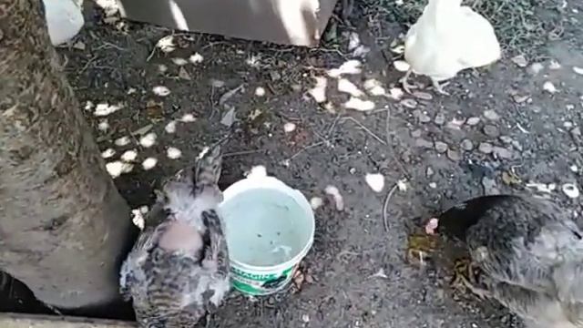 Яйценоскость кур и перепелов в?️4️⃣0️⃣градусную жару?