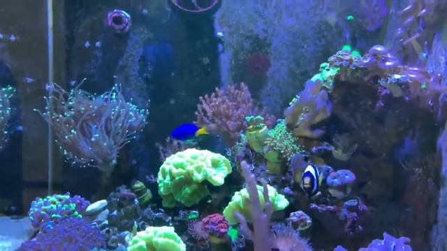 красивый морской аквариум рыба клоун немо. посмотрите. такая красота.море россия 2022 смотреть онлайн