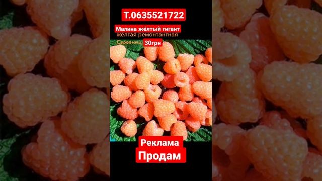 реклама продажа саженцев малины жёлтый гигант. #малина #жёлтая #саженцымалины #гигант