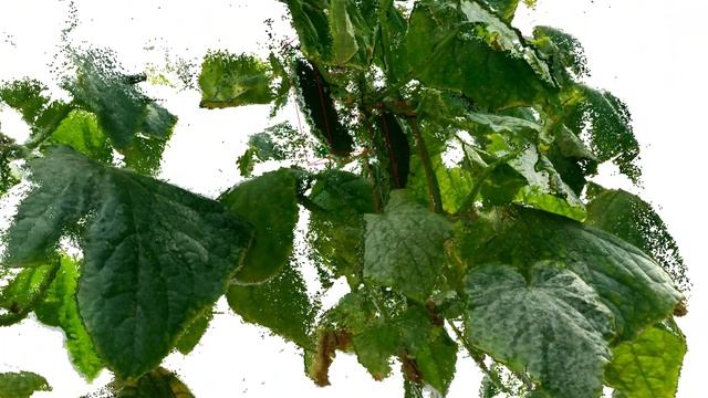 Cucumber Plant 3D scan - computer vision смотреть онлайн