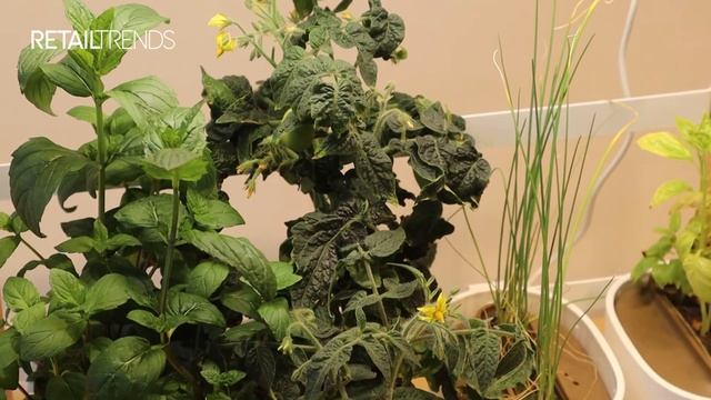 Dit gaat Productpine met zijn groeigeld doen смотреть онлайн