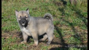ЗАПАДНО-СИБИРСКАЯ ЛАЙКА— ВСЕ О ПОРОДЕ!!!