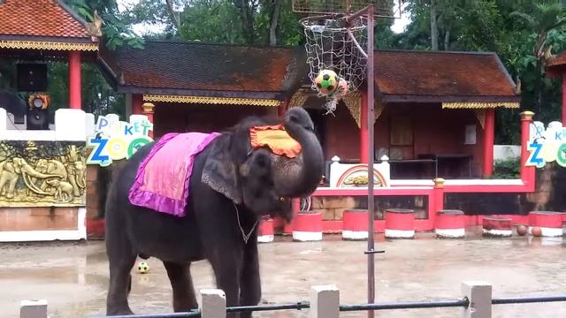 Шоу слонов Пхукет Тайланд