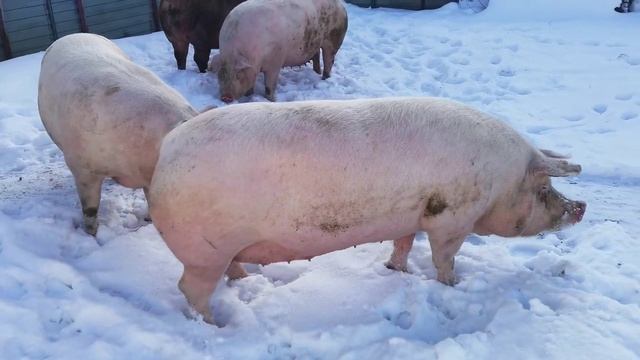 Свиноматки лучших пород смотреть онлайн