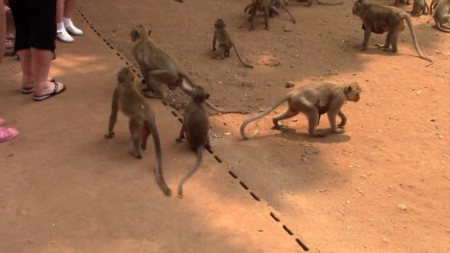 Макаки Лапундер. Тайланд. Март-2015 смотреть онлайн