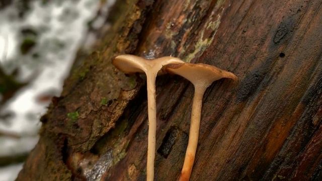 Winter-Porling, Winter-Stielporling, Lentinus brumalis, Polyporus brumalis смотреть онлайн