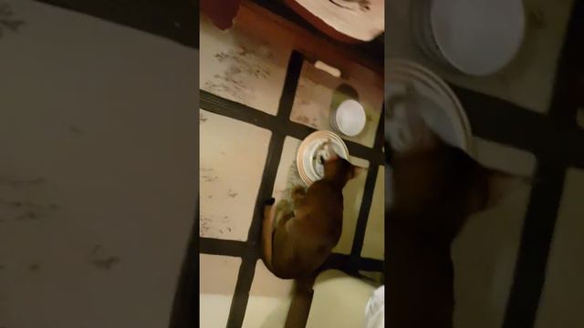 Абиссинский кот Серафим в ожидании обеда. Abyssinian cat смотреть онлайн