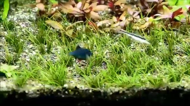 Барбус суматранский мутант (Barbus tetrazona var) смотреть онлайн