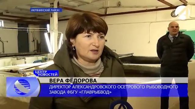 На астраханском осетровом рыбоводном заводе Главрыбвода добывают икру белорыбицы смотреть онлайн