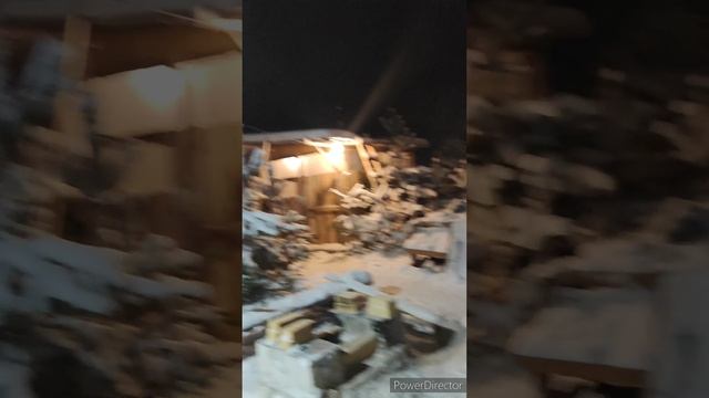 Приют БигДог