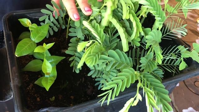 Eugenia uniflora смотреть онлайн
