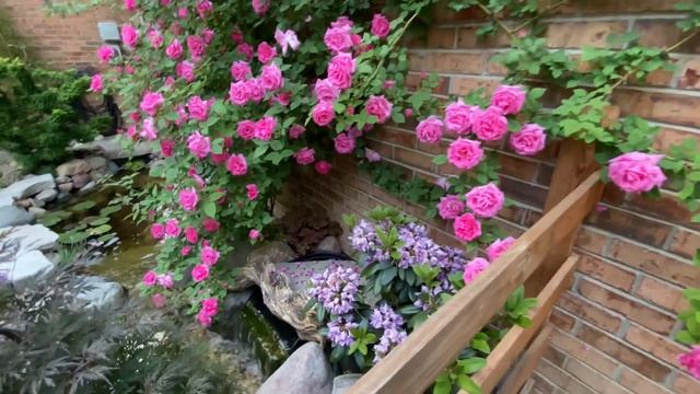 Zephirine Climbing Rose