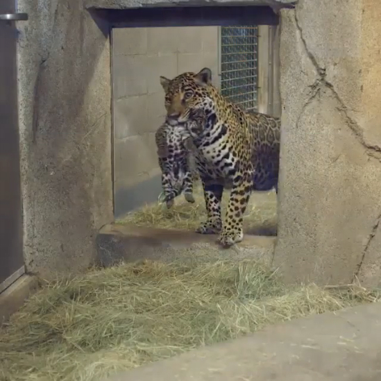 Мама показывает своего ребенка людям, зоопарк San Diego смотреть онлайн