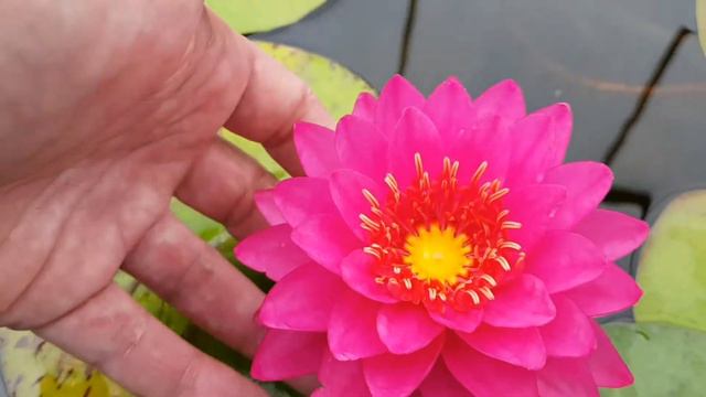 Нимфея Razzberry (Nymphaea Razzberry). Первое цветение в этом году кувшинки Разберри смотреть онлайн