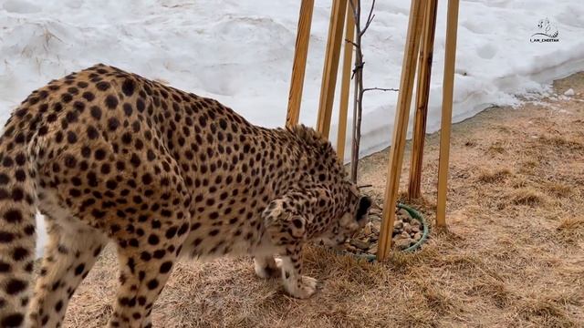 Гепард Герда ведет себя как принцесса! Удивительная кошка! смотреть онлайн