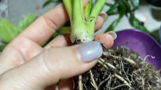 НОВЫЕ РАСТЕНИЯ В МОЕЙ КОЛЛЕКЦИИ. смотреть онлайн