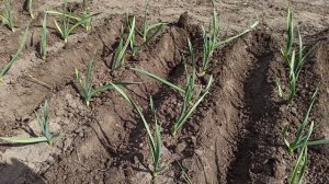 Супер подкормка озимого чеснока весной. Когда и чем подкормить чеснок  для крупных головок.