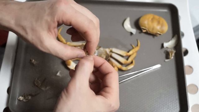 Анатомия экзоскелета радужного краба для нубов. Cardisoma Armatum смотреть онлайн