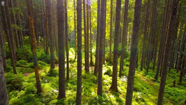 You Are Holy : Instrumental Worship, Meditation & Prayer Music with Nature 🌿Heavenly Melodies смотреть онлайн