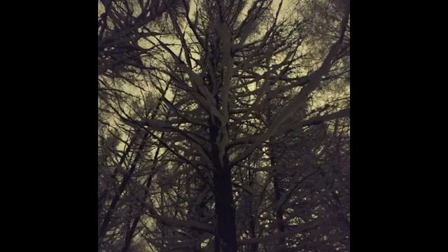 Сказки Бутовоского леса. Орган.