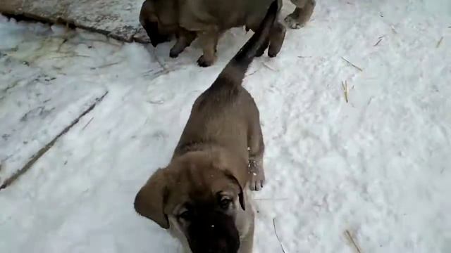 Щенки кангала, 43 дня, помет "С" смотреть онлайн