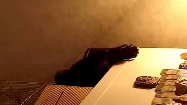 Умная галка смотреть онлайн
