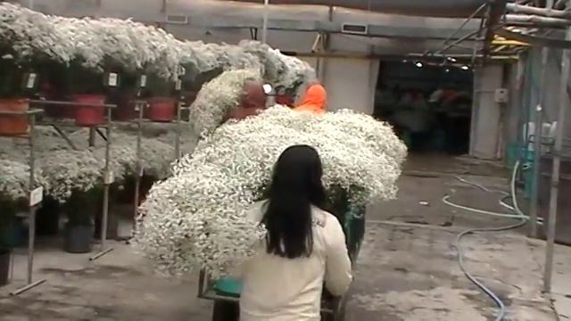 Gypsophila farm visit FLOWEX 2016 смотреть онлайн