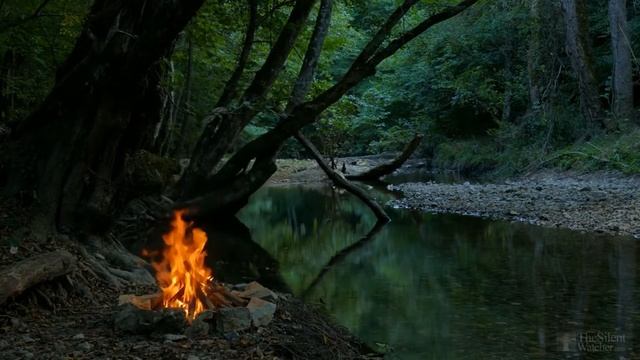Пересадка шефлеры в домашних условиях смотреть онлайн