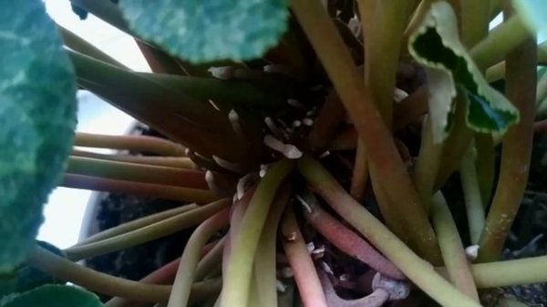 Цикламен (Cyclamen) Усыхание бутонов.Причины