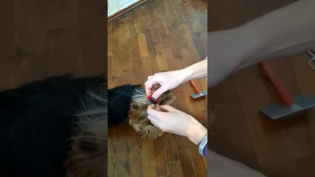 Модная прическа для йорка. смотреть онлайн