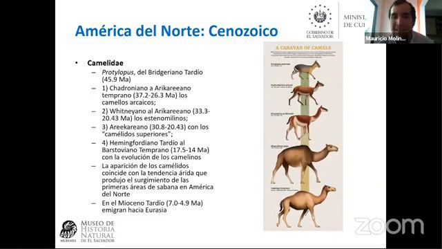 El Gran Intercambio Biótico Americano Y Su Influencia En La Biodiversidad Actual De La Región