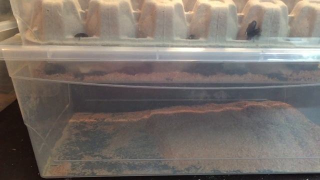 How to Breed Mealworms - Bin Setup смотреть онлайн