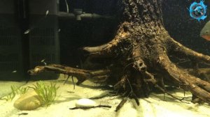 Закинул к пираньям много маленьких рыбок гуппи