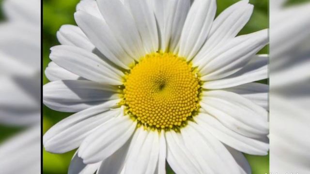 ...на ромашках не гадай... гр.САДко.. смотреть онлайн