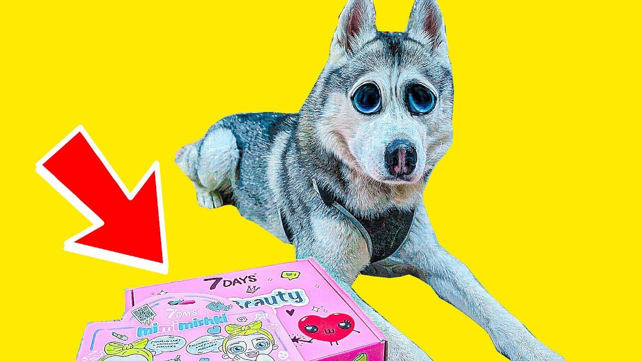 Я ЖРУ КОСМЕТИКУ!! | КОНКУРС ОТ 7DAYS (Хаски Бандит) Говорящая собака DOGVLOG смотреть онлайн