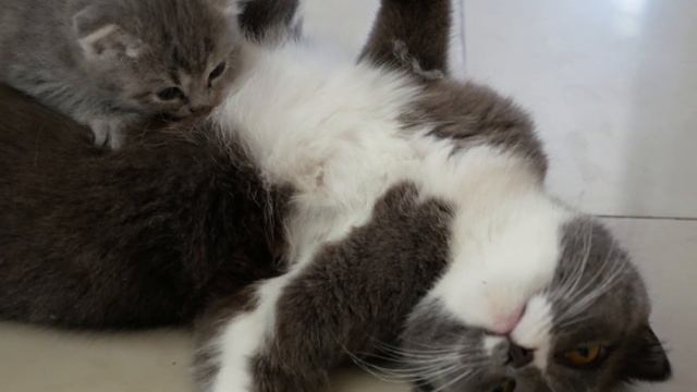 Kittens suck cat’s milk, play, frolic.Котята сосут молоко у кошки,играются и беззаботно резвятся. смотреть онлайн