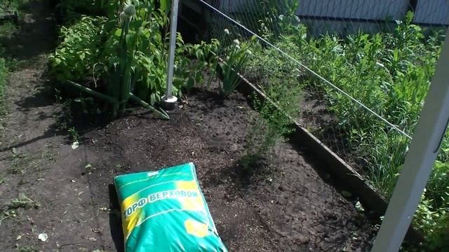 Новая шпалера, посадка актинидии.