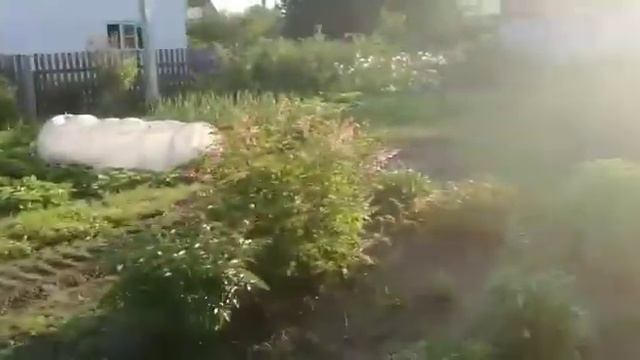 СНТ Ягодное Новосибирск. смотреть онлайн